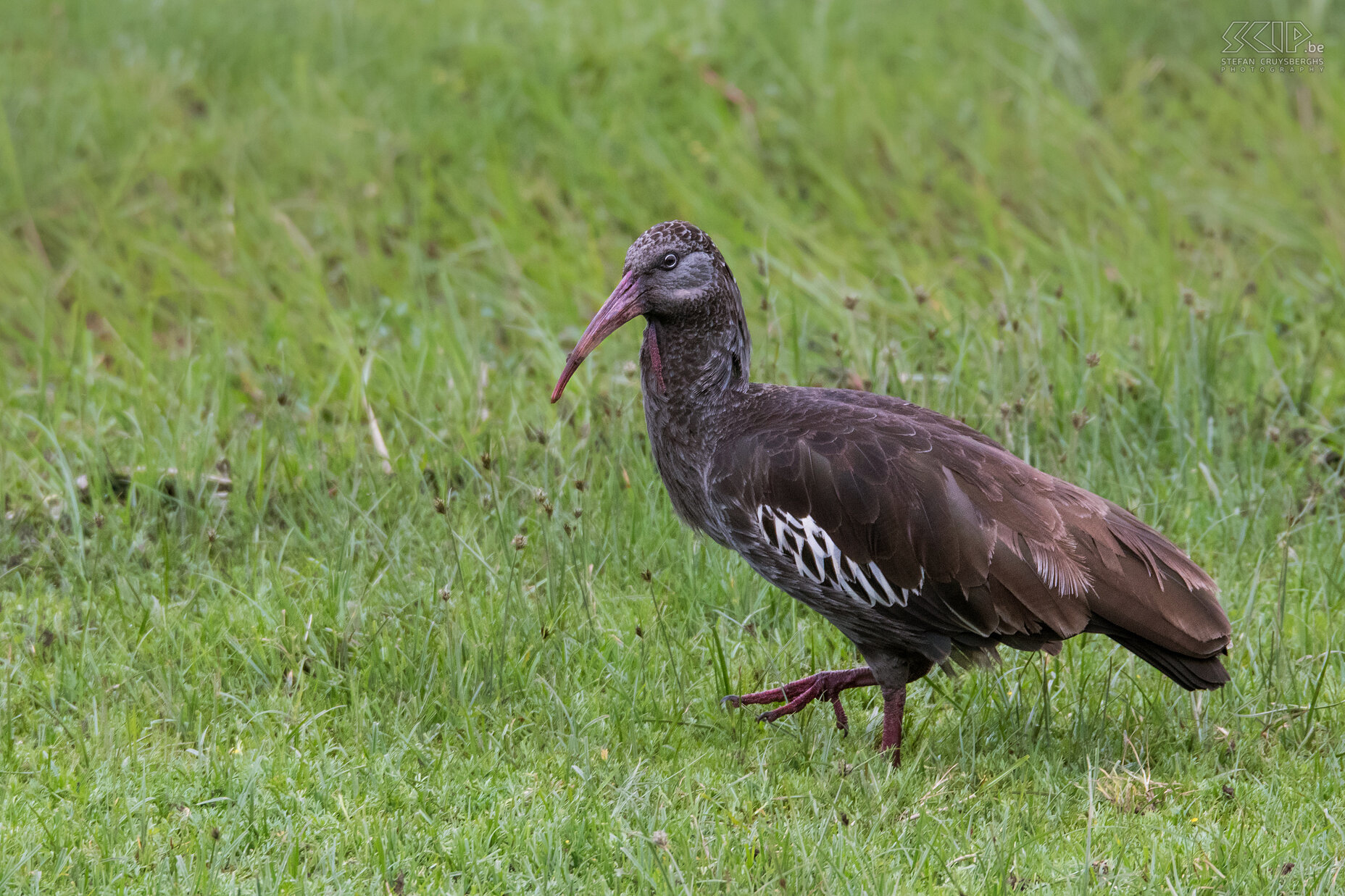 Bale Mountains - Dinsho - Wattled ibis The Wattled ibis (Bostrychia carunculata) is also endemic to Ethiopian highlands and is found only in Ethiopia and Eritrea.  Stefan Cruysberghs